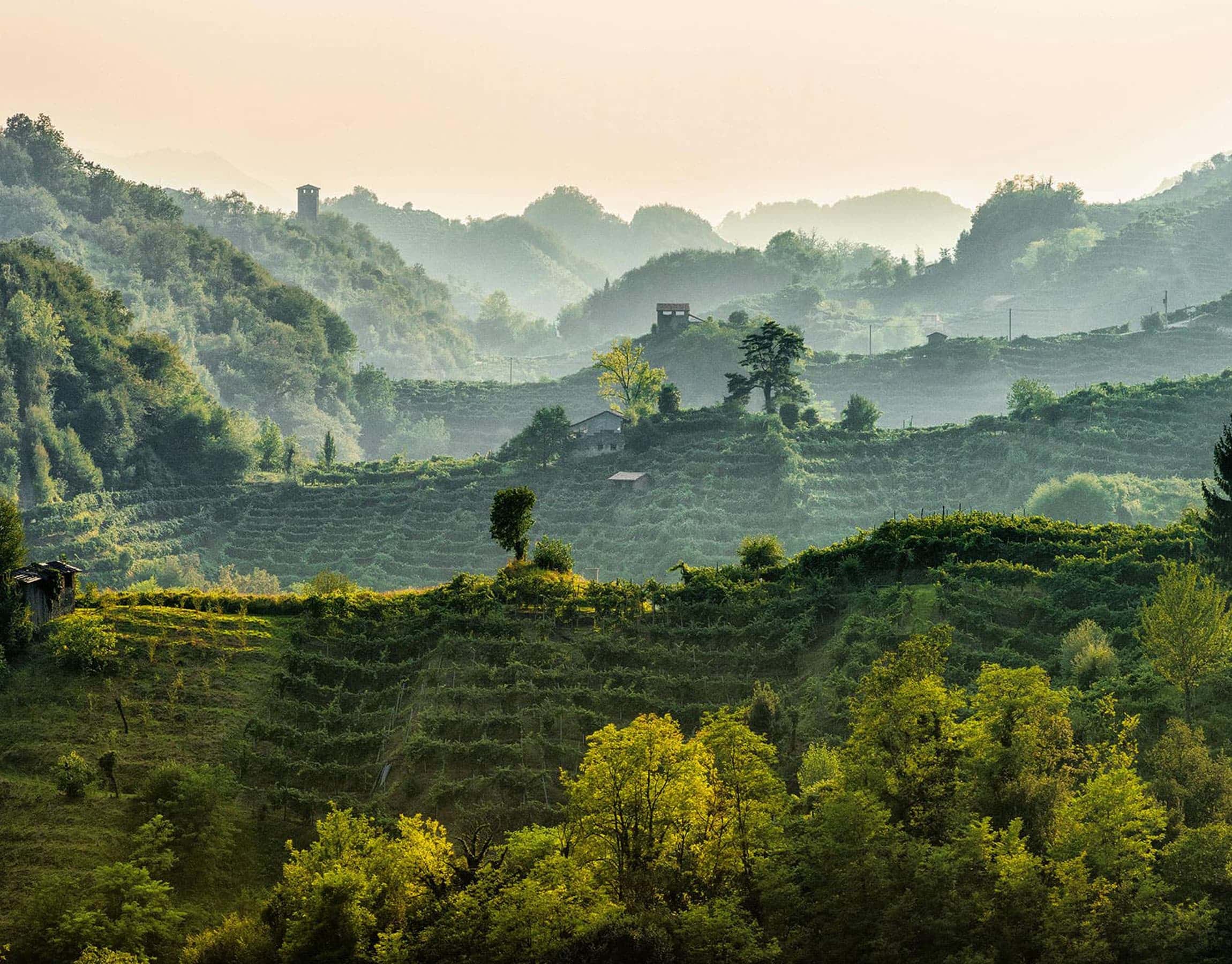 Panorama di un vigneto in Veneto